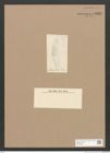 Diatomeae indet. Zeichnungen Sammlung Grunow Nr. 3322 (NHMW-BOT-W0370822)